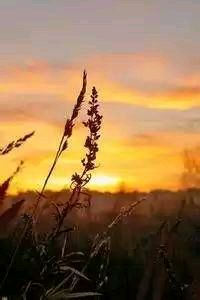 皇家社会连续不败，中前场展现出色配合