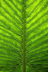 勇士遭灰熊绝杀，库里三分开膛砍下分无效